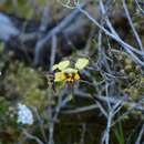 Plancia ëd Diuris conspicillata D. L. Jones