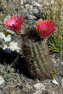 Image de Echinocereus roetteri (Engelm.) Rümpler