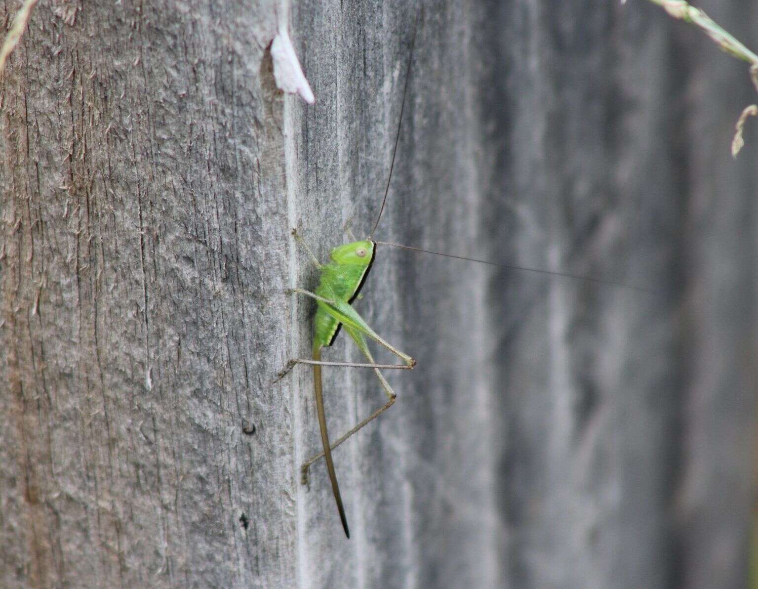 Image of Straight-lanced Meadow Katydid