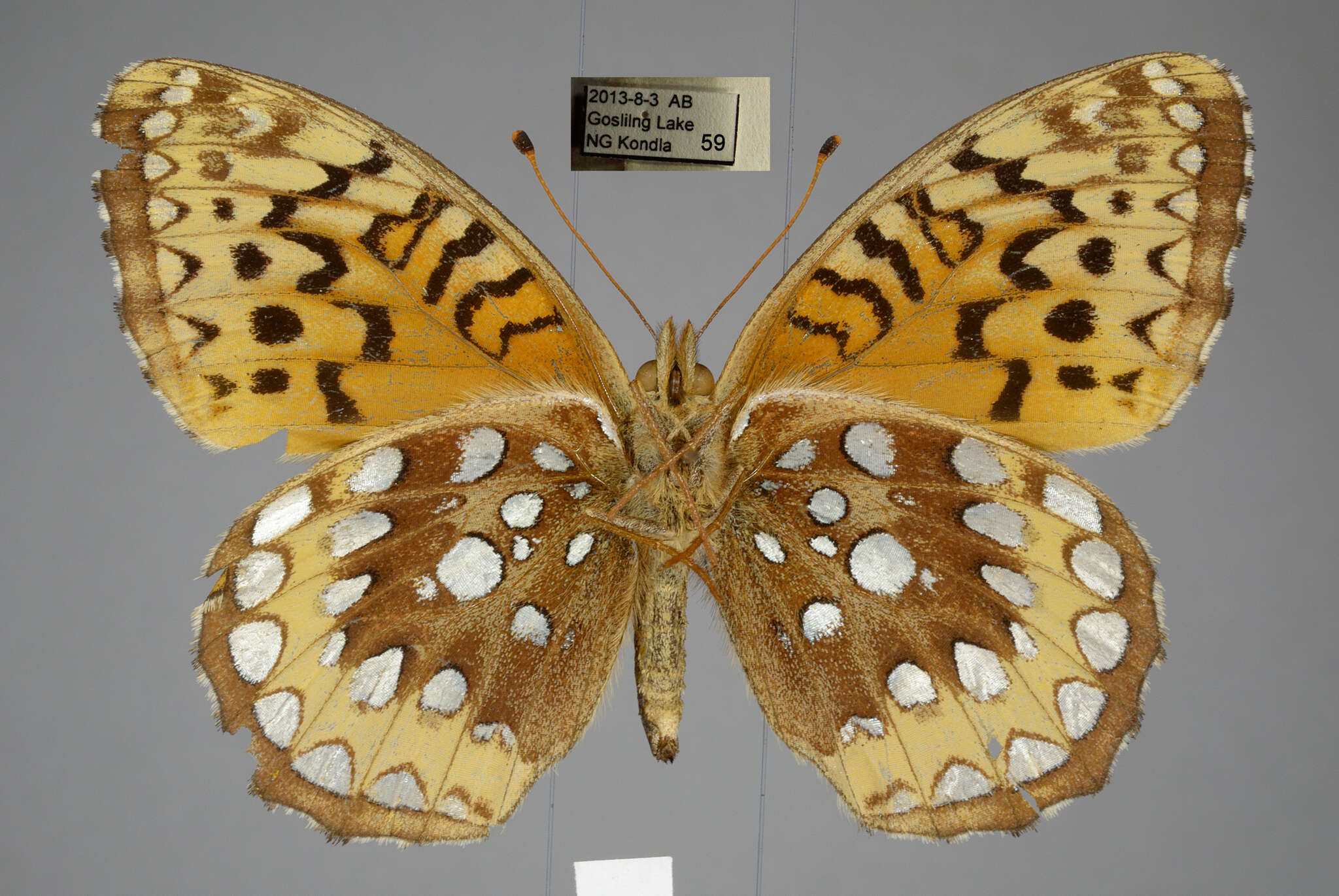 Image of Speyeria cybele pseudocarpenteri Chermock 1940
