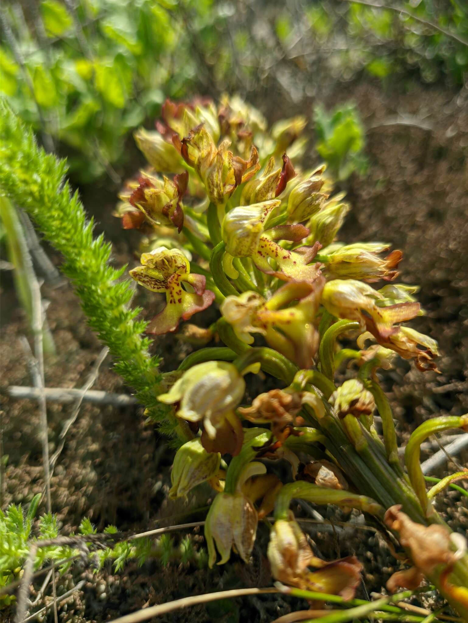 Image of Orchis wulffiana Soó