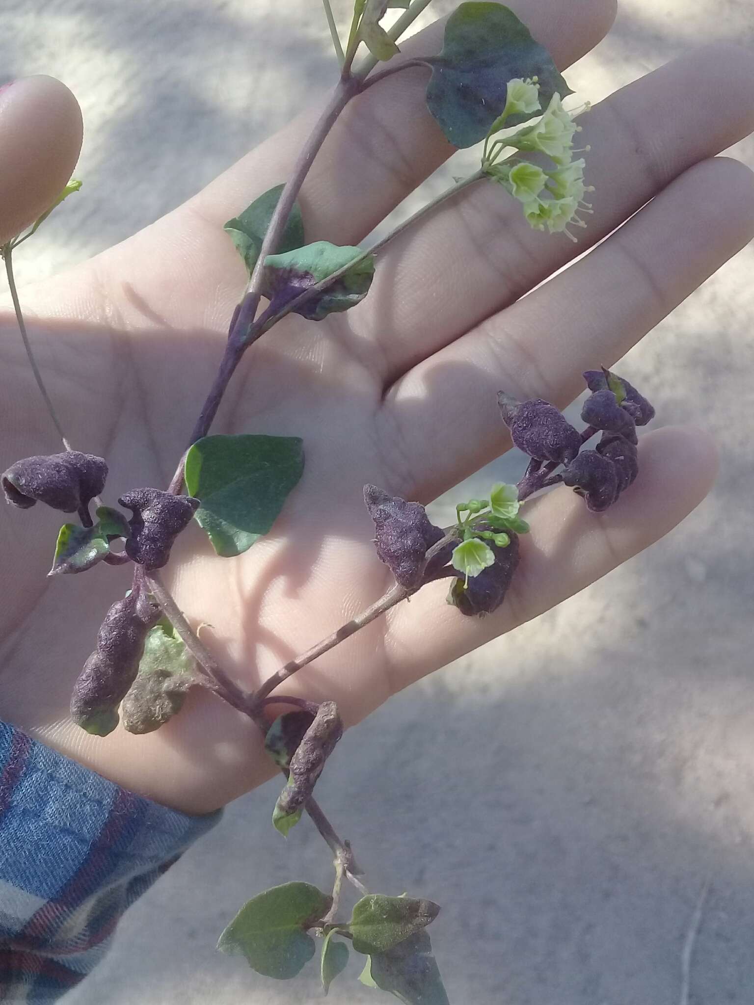 Image of Commicarpus scandens (L.) Standl.