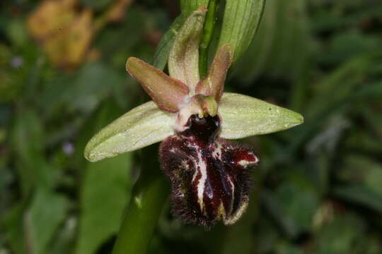 Image of Ophrys sphegodes subsp. atrata (Rchb. fil.) A. Bolòs