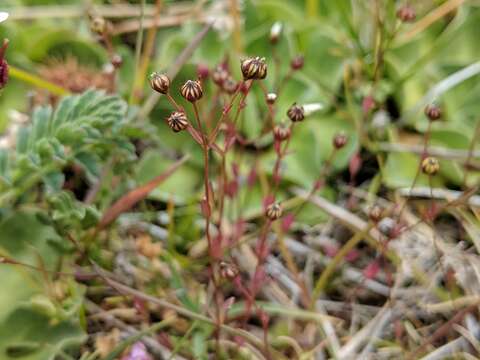 Image of Sabulina acutiflora (Fenzl ex Endl.) Dillenb. & Kadereit