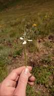 Moraea brevistyla (Goldblatt) Goldblatt resmi