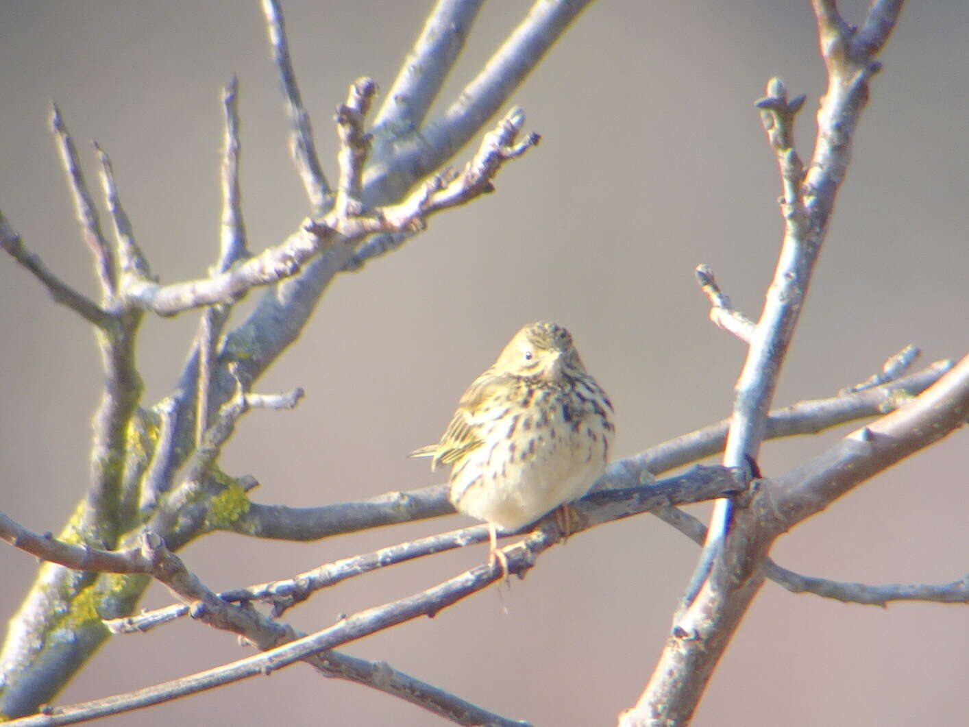 Image of Meadow Pipit