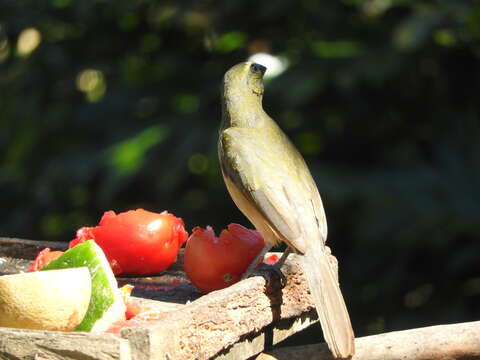 Image of Cinnamon-bellied Saltator