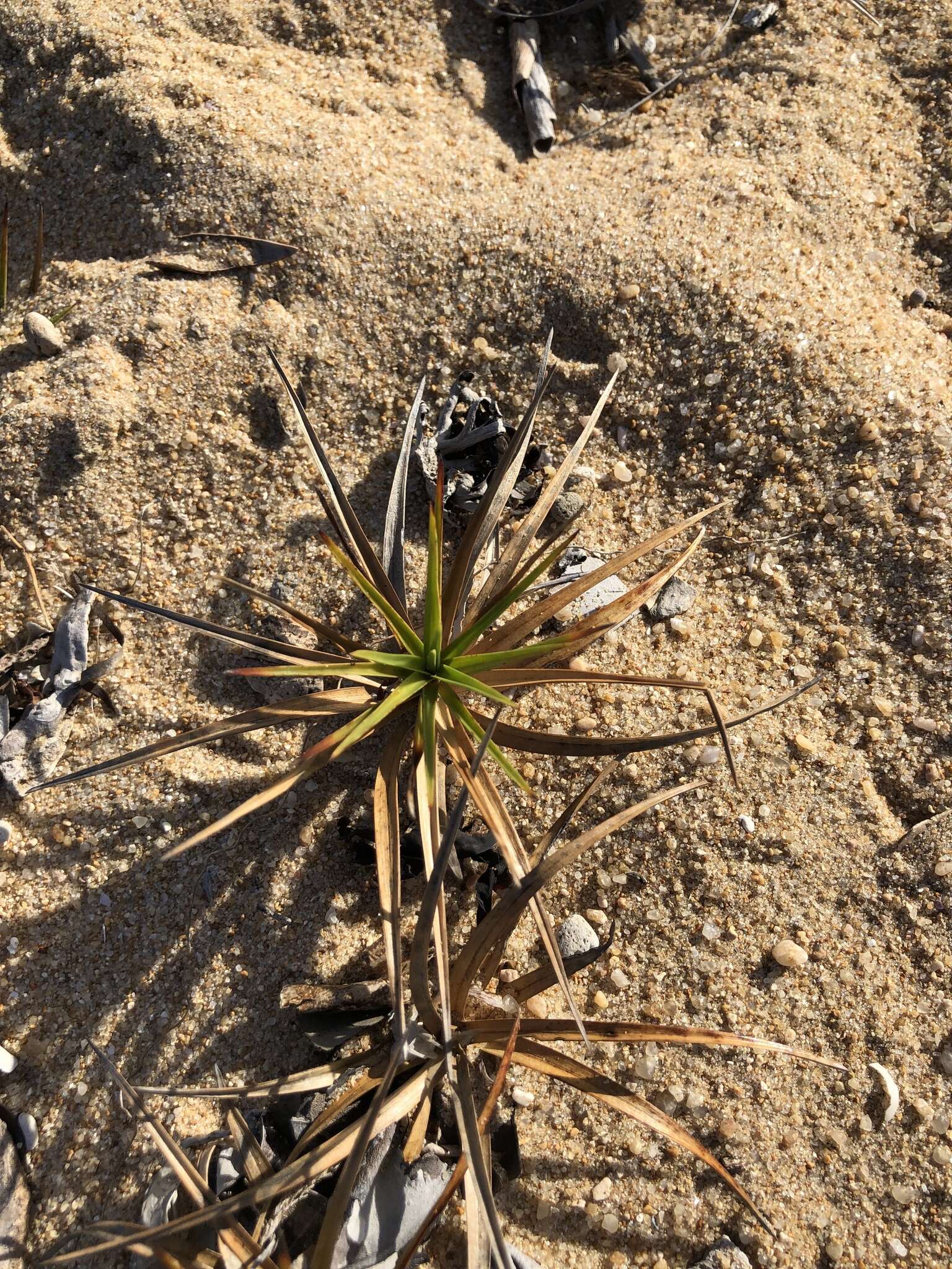 Cyperus pedunculatus (R. Br.) J. Kern的圖片