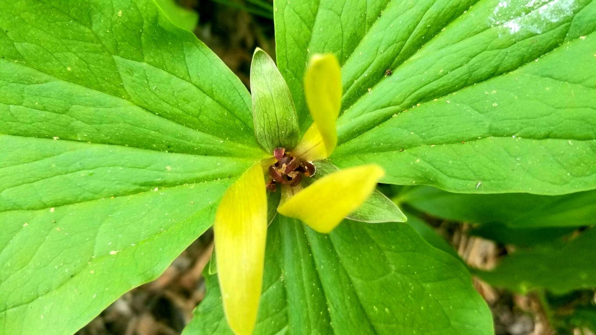 Image of giant wakerobin