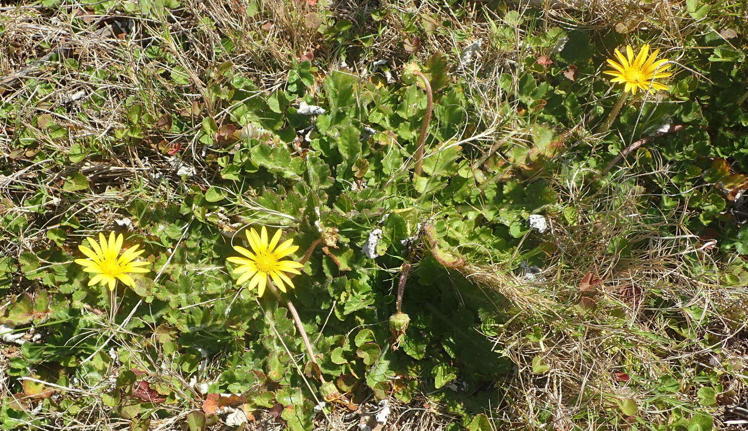 Image of Arctotheca prostrata (Salisb.) Britten