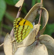 Image of Colotis vesta (Reiche (1850))