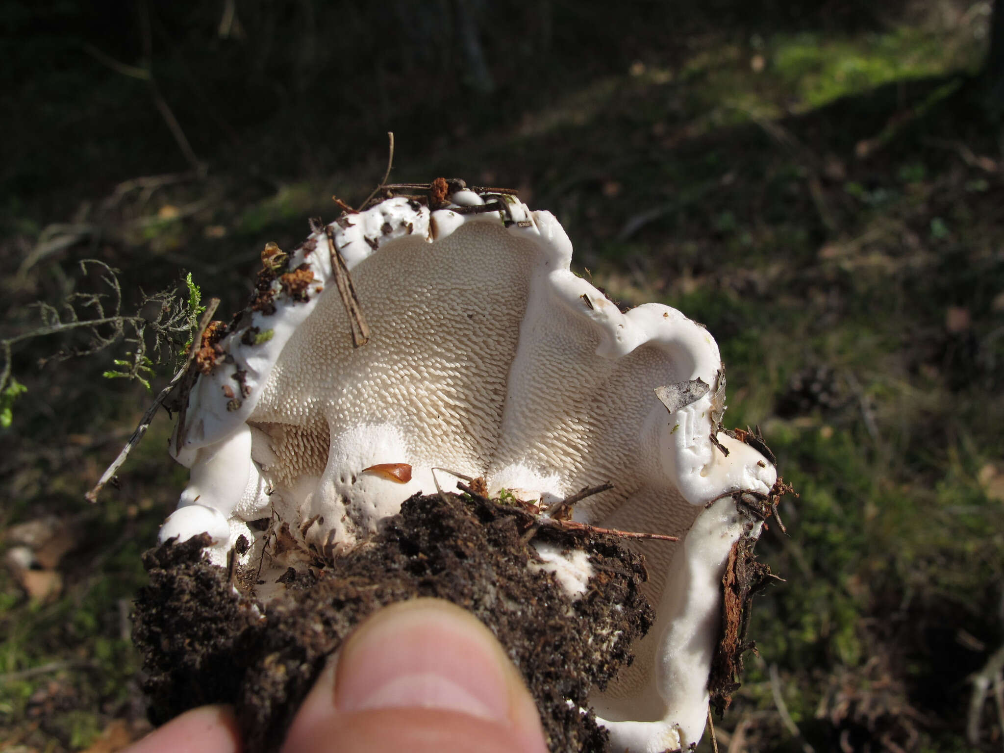 Image of Phellodon fuligineoalbus (J. C. Schmidt) Baird 2013