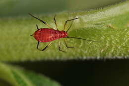 Image of Red Goldenrod Aphid