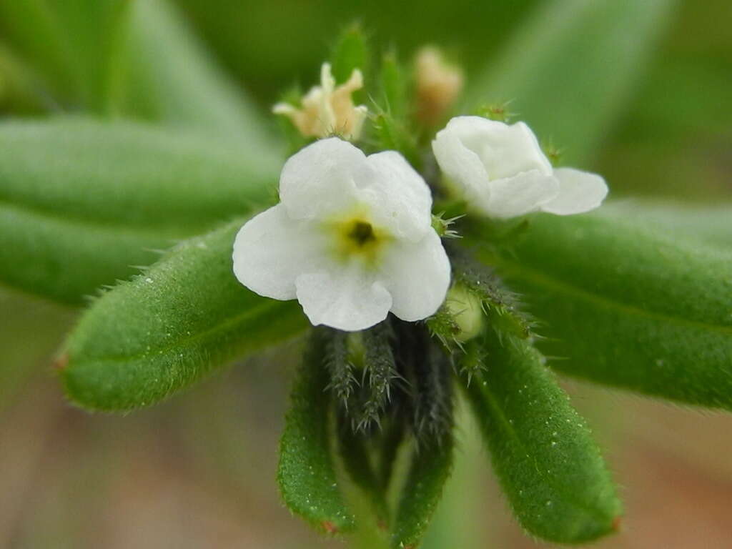 Image of Buglossoides arvensis subsp. arvensis