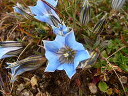 Imagem de Gentiana ornata (Wall. ex G. Don) Griseb.