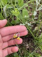 Imagem de Helichrysum aureonitens Sch. Bip.