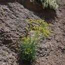 Plancia ëd Ferula transiliensis (Herder) M. G. Pimenov