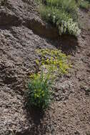 Ferula transiliensis (Herder) M. G. Pimenov resmi