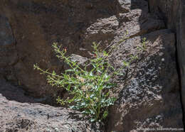 Image of desert figwort