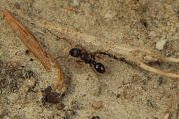 Image of Pavement ant