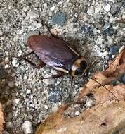 Image of Australian cockroach