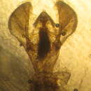 Image of Acrobasis normella Dyar 1908
