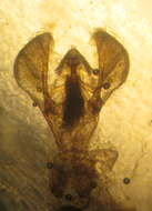 Image of Acrobasis normella Dyar 1908