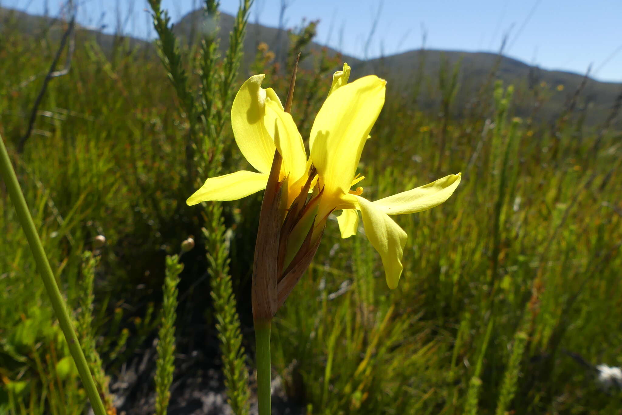 Image of Bobartia parva Gillett