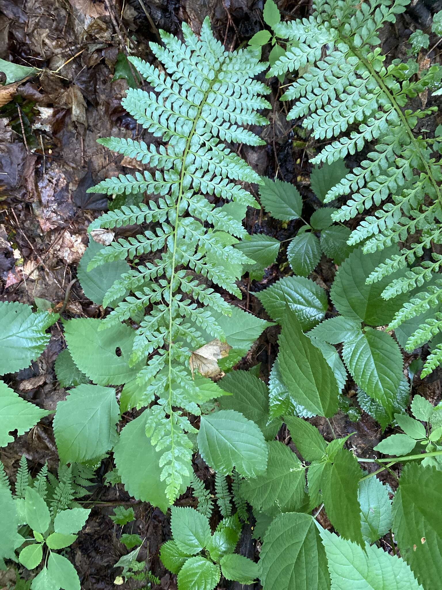 Image of hollyfern