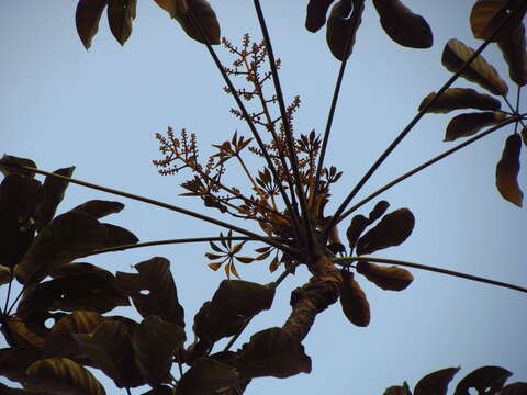 صورة Schefflera morototoni (Aubl.) Maguire, Steyerm. & Frodin