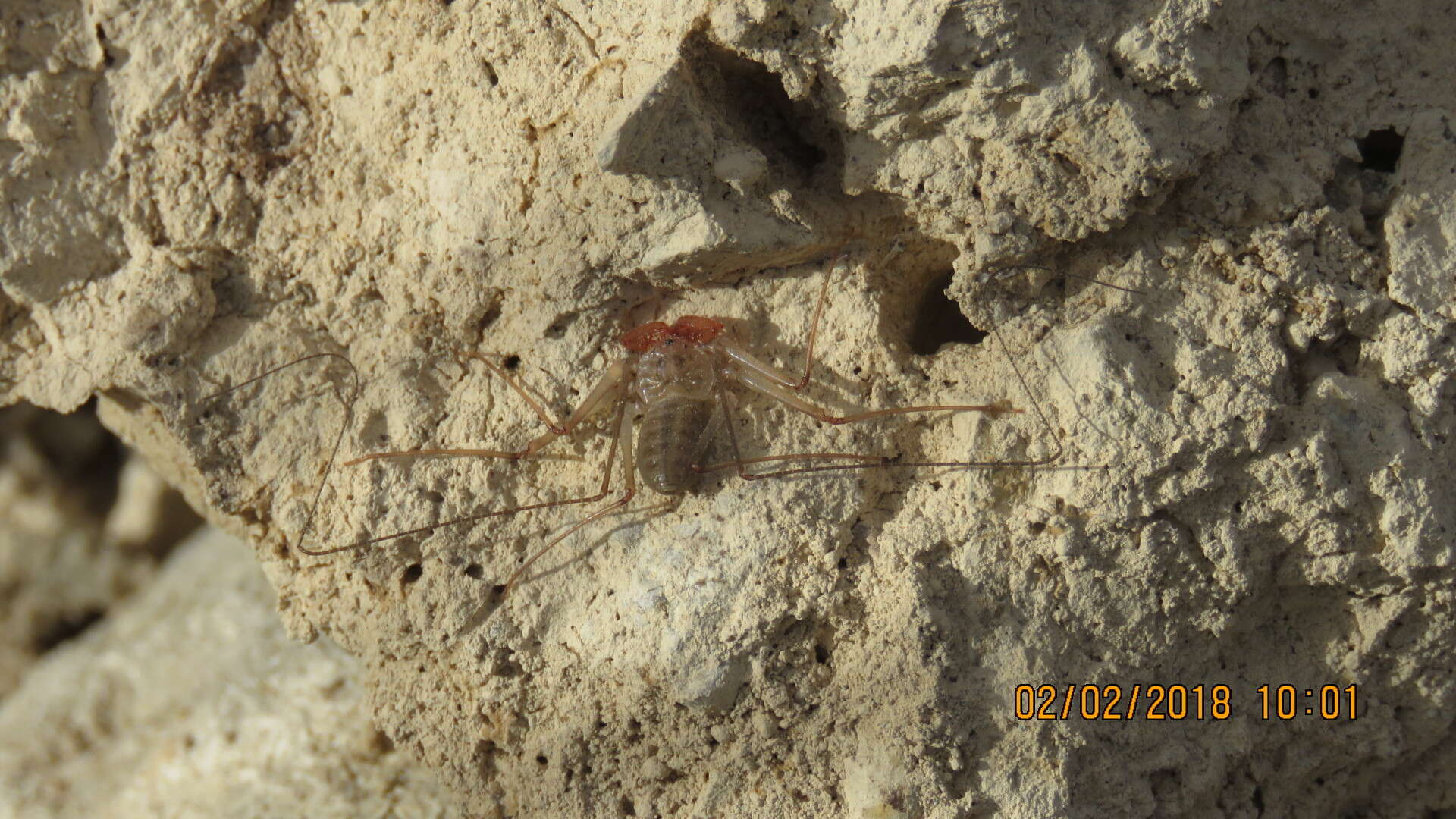 Image of Paraphrynus mexicanus (Bilimek 1867)