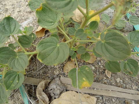 Image of Cleome noeana Boiss.