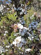 Sivun Leptospermum turbinatum J. Thompson kuva