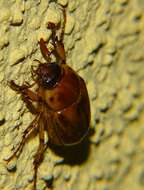 Image of Pasadena masked chafer