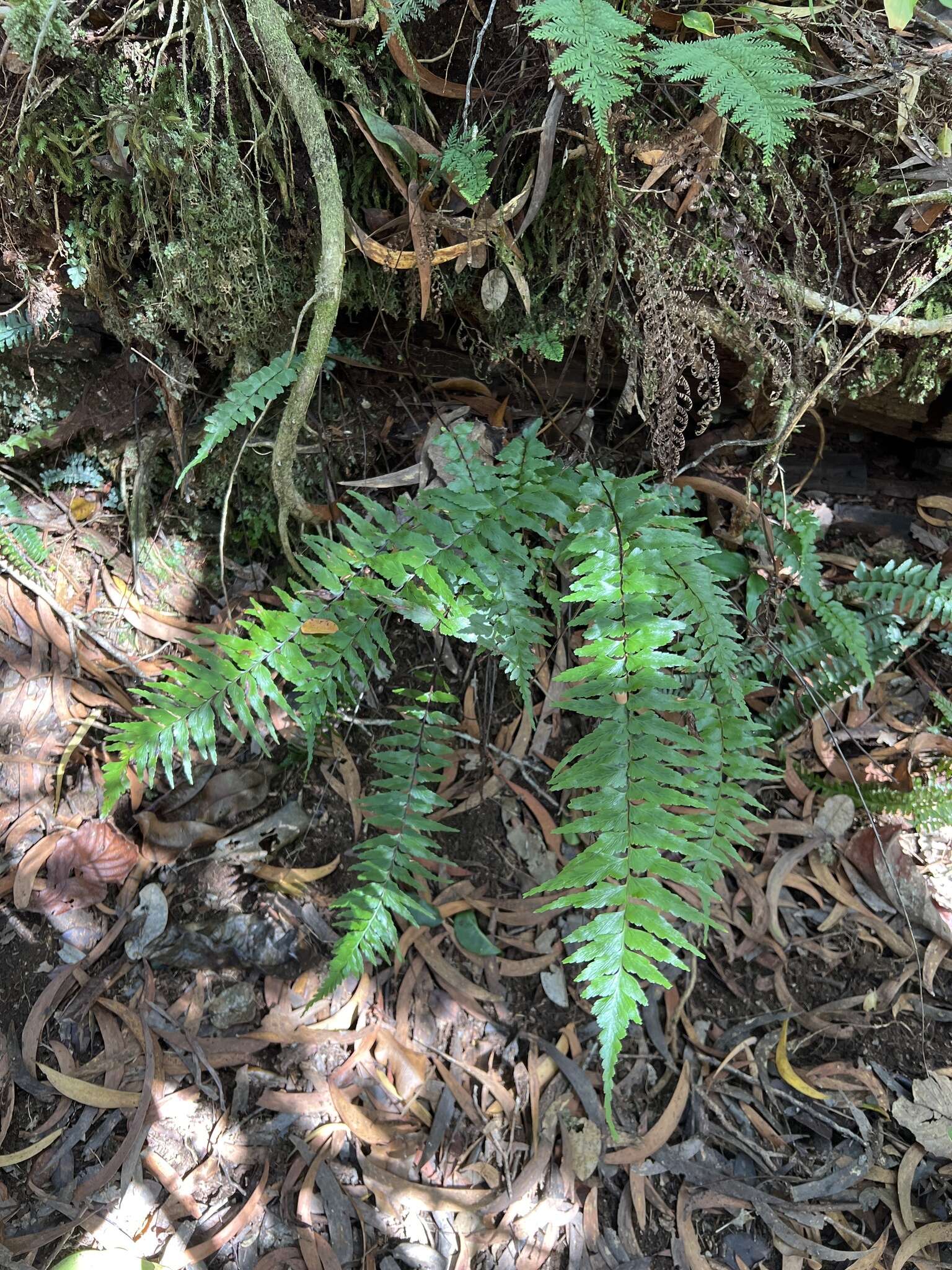 Image of Forest Spleenwort