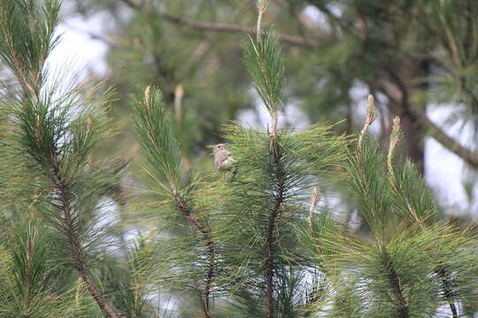 Image of Northern Beardless Tyrannulet