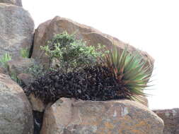 Image of Aloe broomii Schönland