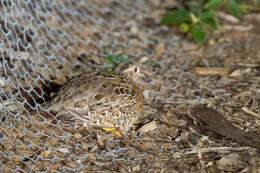 Image of Painted Buttonquail