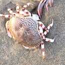 Image of flecked box crab