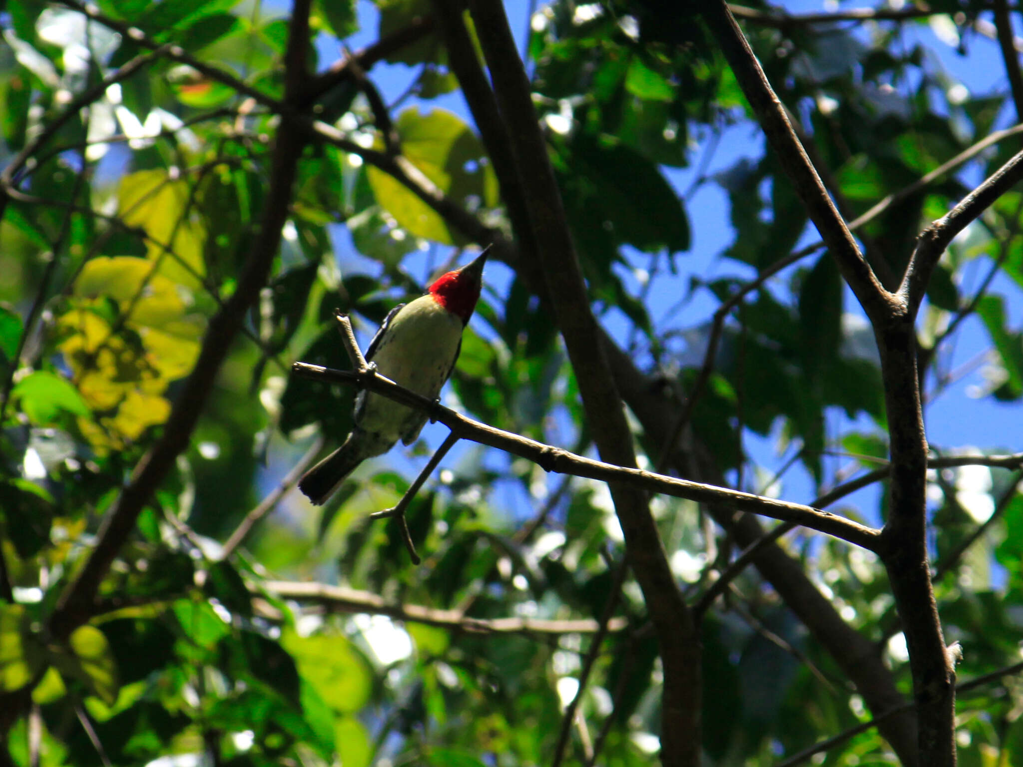 Image of Black-spotted Barbet