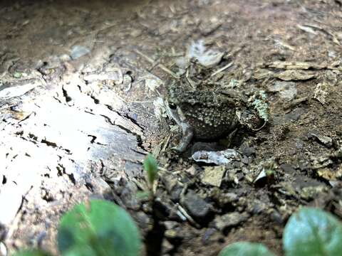 Image of Common Rain Frog