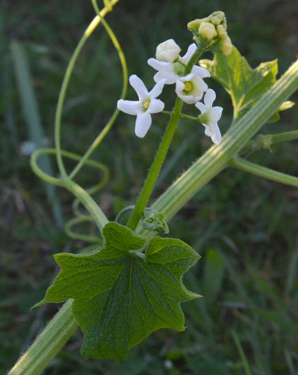 Image of Marah oregana (Torr. & Gray) T. J. Howell