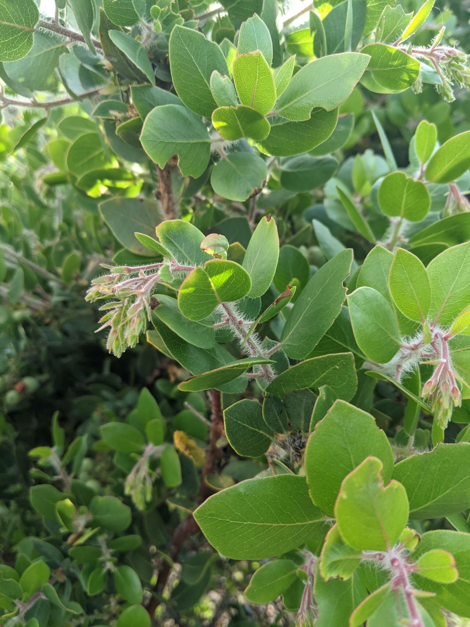 Image of Santa Catalina Island manzanita