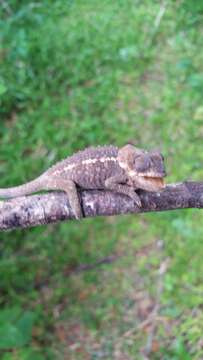 Image of Short-horned Chameleon