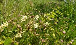 Imagem de Vicia pisiformis L.