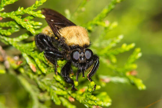 Image of Laphria macquarti (Banks 1917)