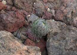 Image of Mt. Lassen draba