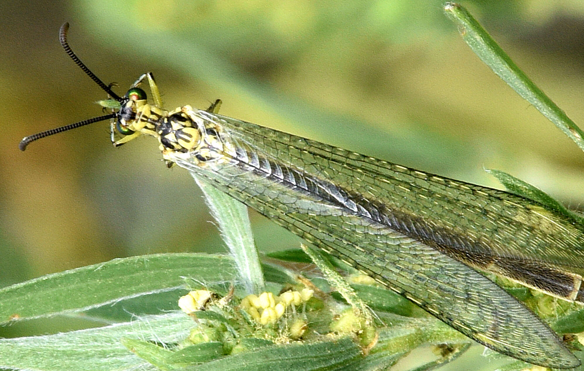 Image of Scotoleon nigrilabris (Hagen 1888)