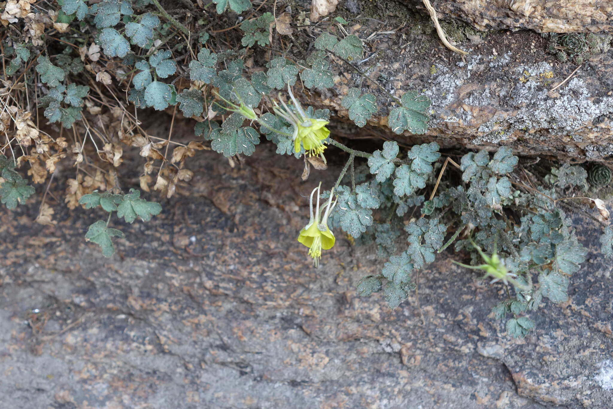 Image of Aquilegia viridiflora Pall.