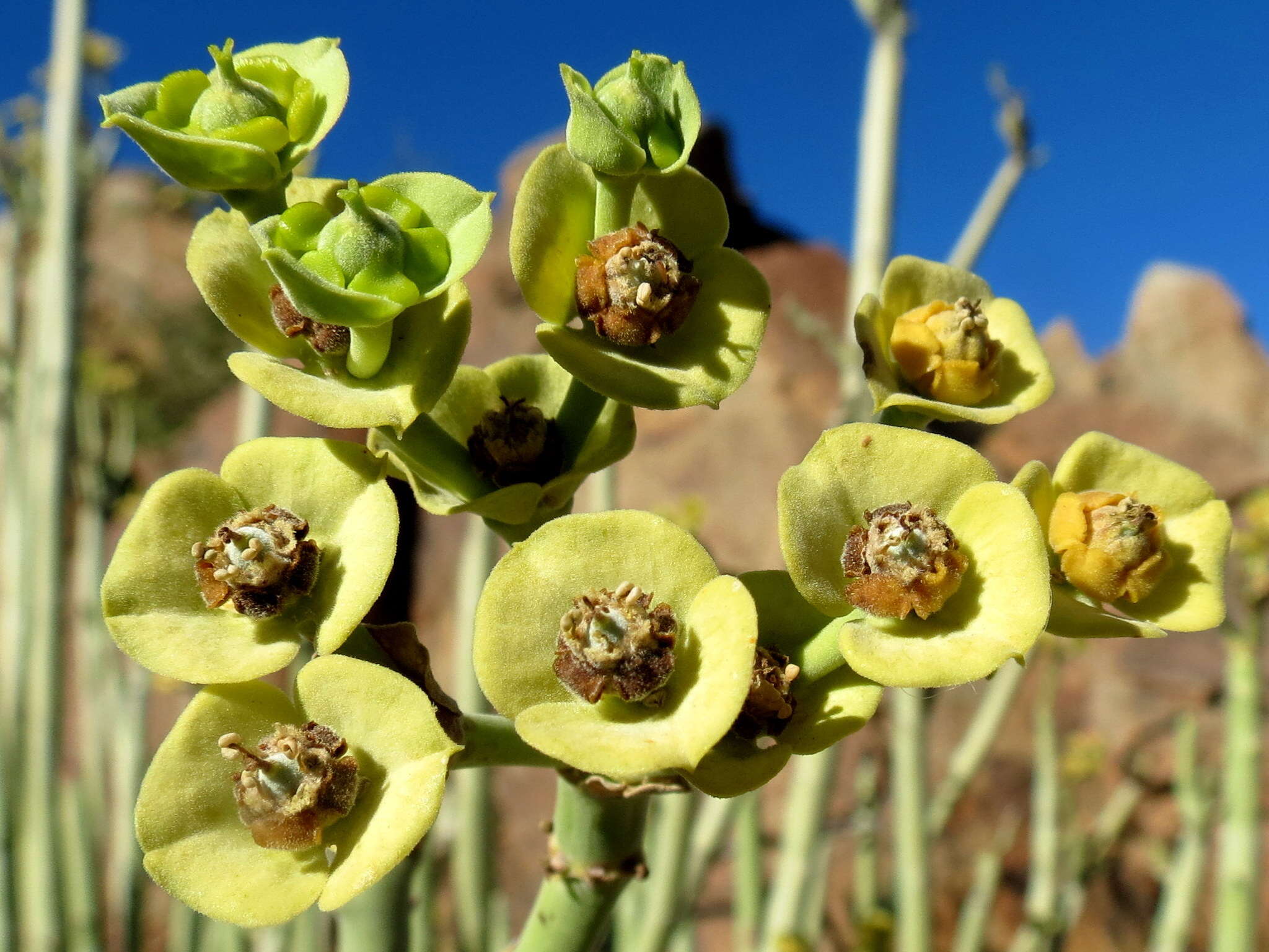 Image of Euphorbia dregeana E. Mey. ex Boiss.